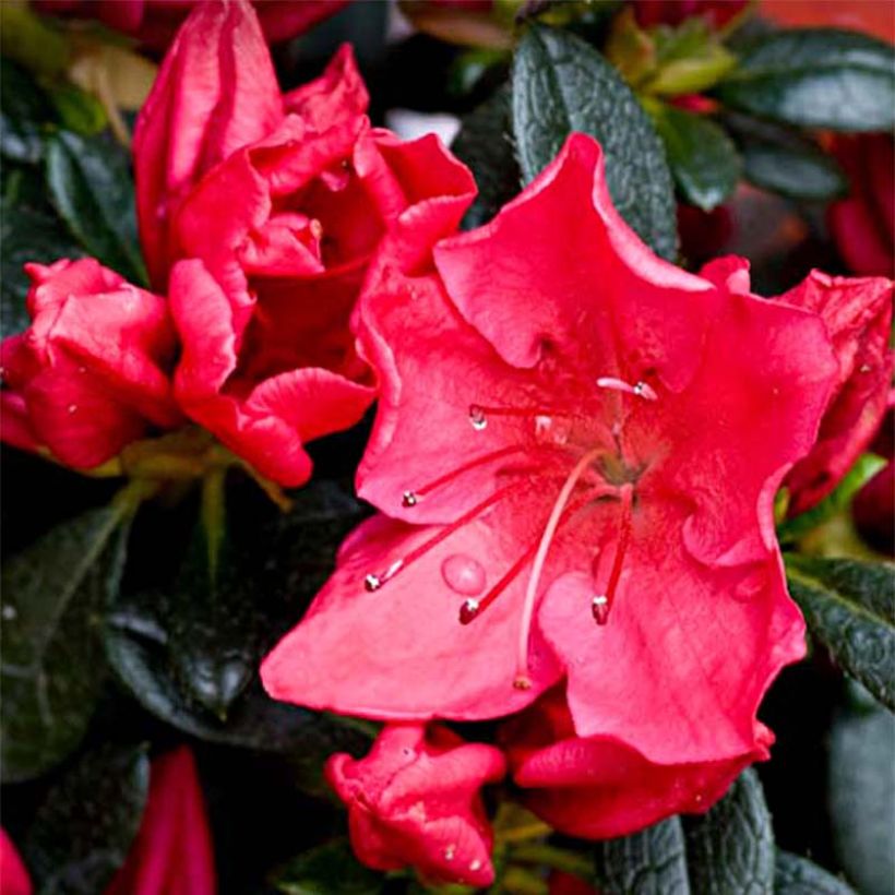 Japanische Azalee Vuyk's Rosyred - Azalea (Flowering)