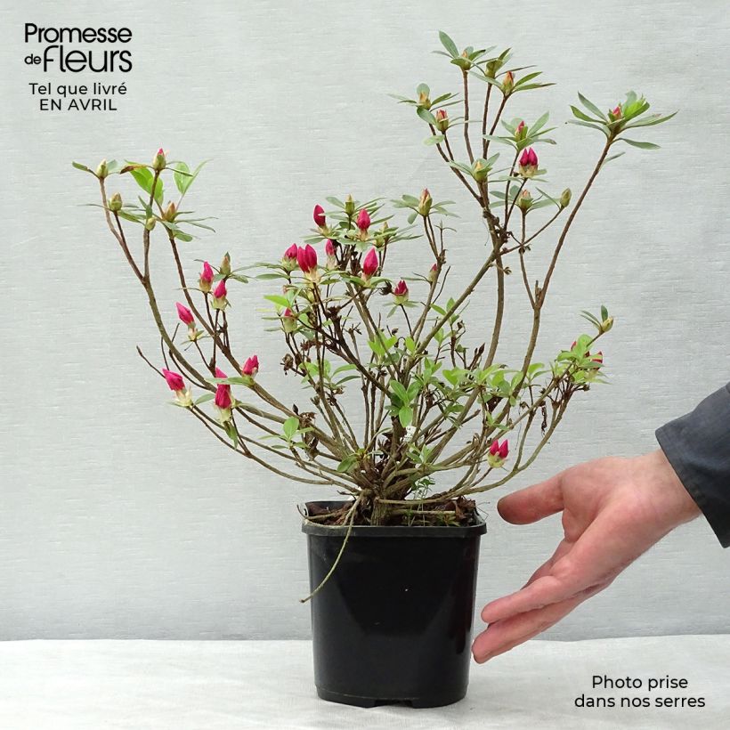 Exemplar von Japanische Azalee Vuyk's Rosyred - Azalea Topf mit 2L/3L wie im Frühjahr geliefert