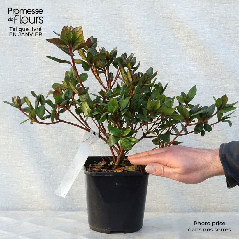 Exemplar von Japanische Azalee Vuyk's Scarlet - Azalea Topf mit 2L/3L wie im Winter geliefert