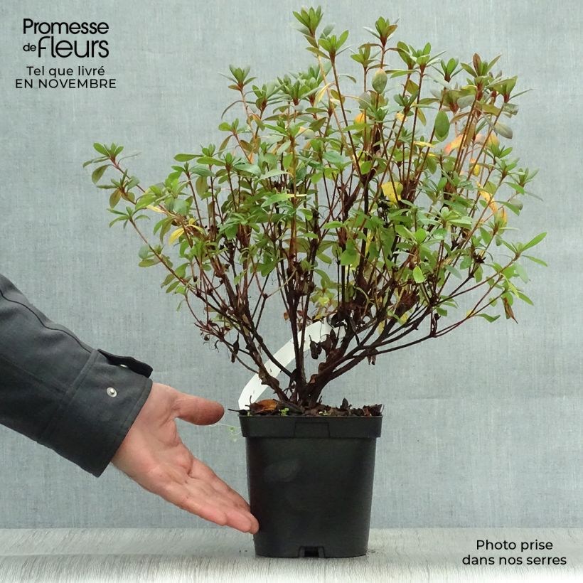 Example of Japanische Azalee Vuyk's Scarlet - Azalea Topf mit 2L/3L as you get in automne