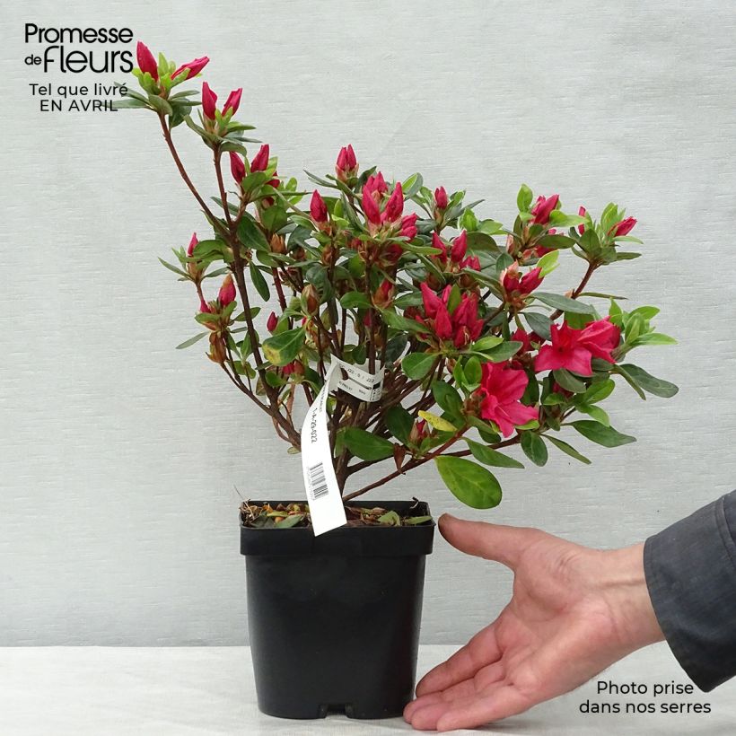Exemplar von Japanische Azalee Vuyk's Scarlet - Azalea Topf mit 2L/3L wie im Frühjahr geliefert