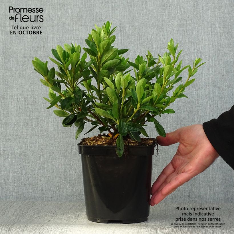 Example of Japanische Azalee White Prince - Azalea Topf mit 2L/3L as you get in automne