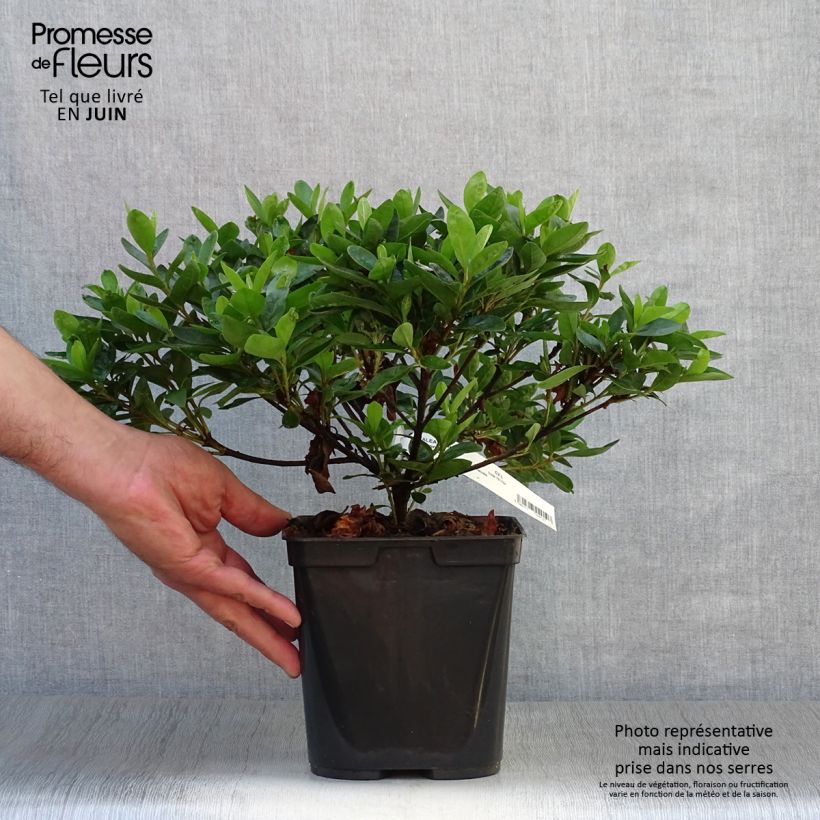 Exemplar von Japanische Azalee White Prince - Azalea Topf mit 2L/3L wie im Sommer geliefert