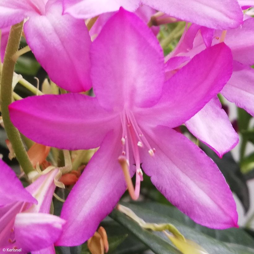 Azalea gowenianum - Azaleodendron (Flowering)