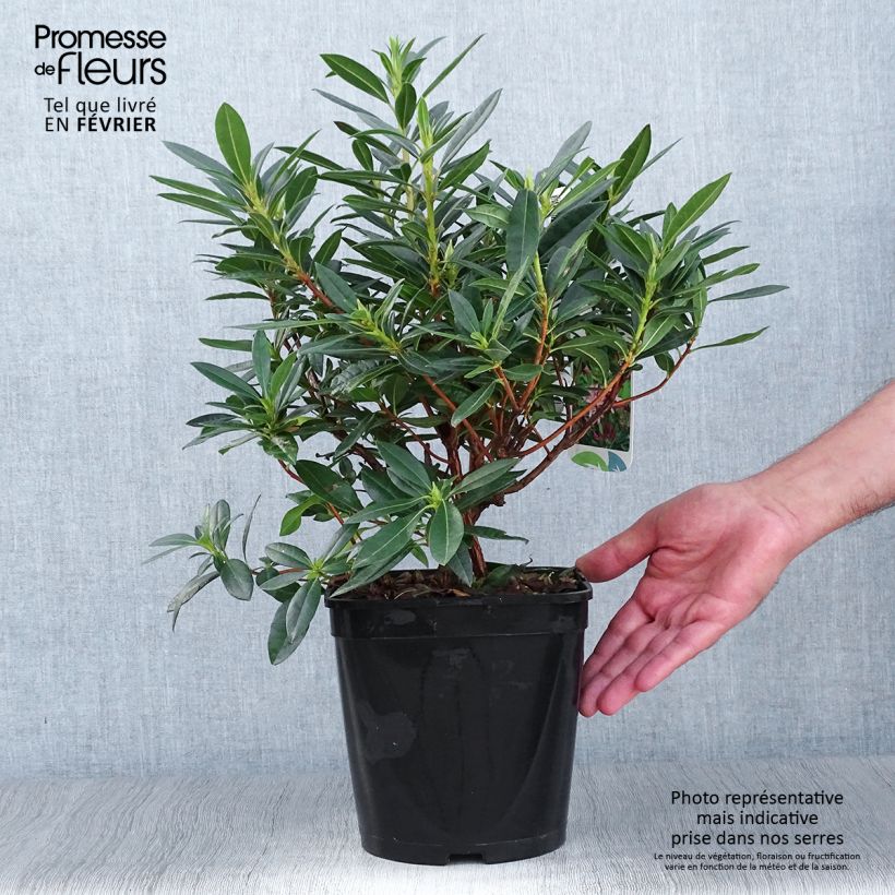 Example of Azalea gowenianum - Azaleodendron Topf mit 4L/5L as you get in automne
