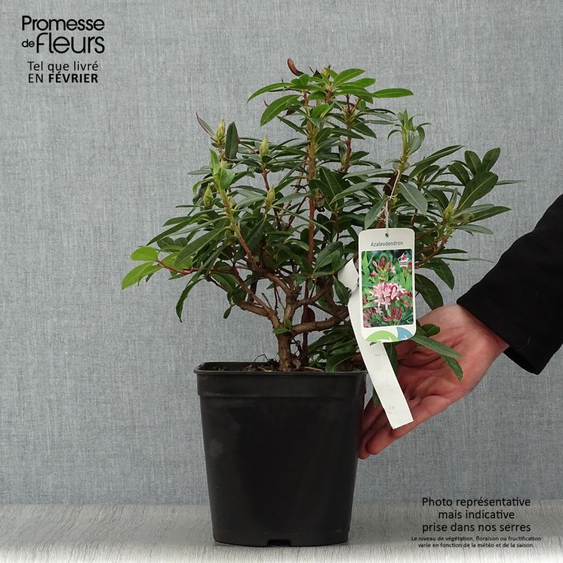 Exemplar von Azalea gowenianum - Azaleodendron Topf mit 4L/5L wie im Winter geliefert