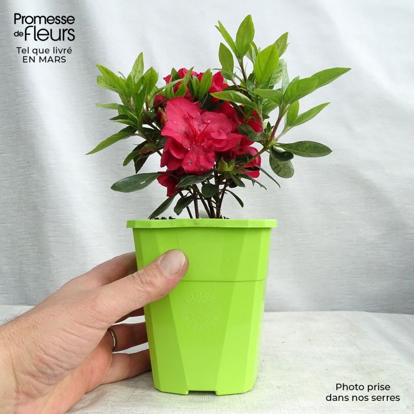 Example of Japanische Azalee ENCORE Autumn Fire - Azalea Topf mit 1L/1,5L as you get in hiver