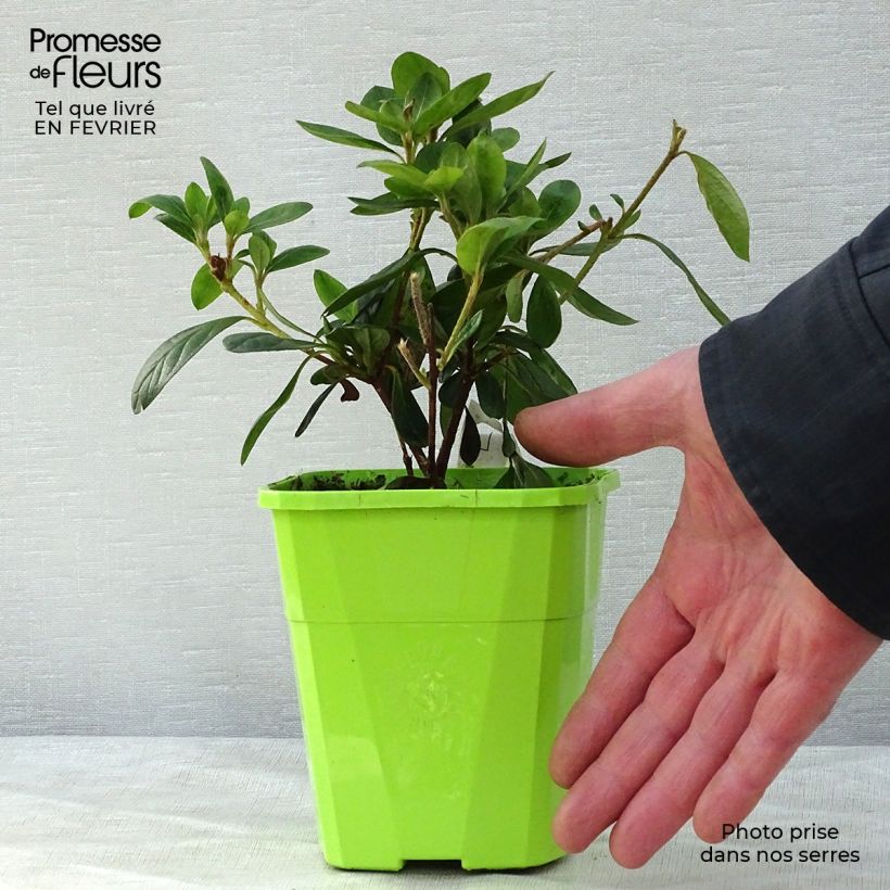 Example of Japanische Azalee ENCORE Bonfire - Azalea Topf mit 1L/1,5L as you get in hiver