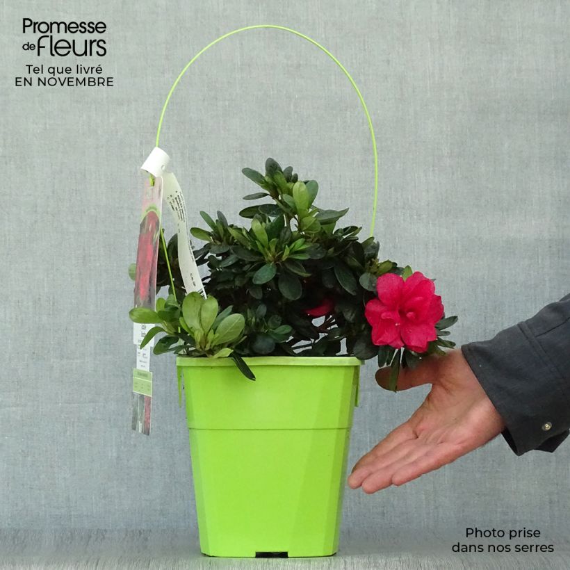 Example of Japanische Azalee ENCORE Bonfire - Azalea Topf mit 3L/4L as you get in automne
