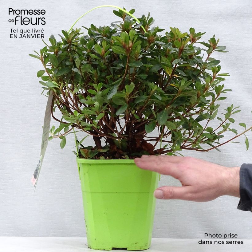 Exemplar von Japanische Azalee ENCORE Bonfire - Azalea Topf mit 3L/4L wie im Winter geliefert