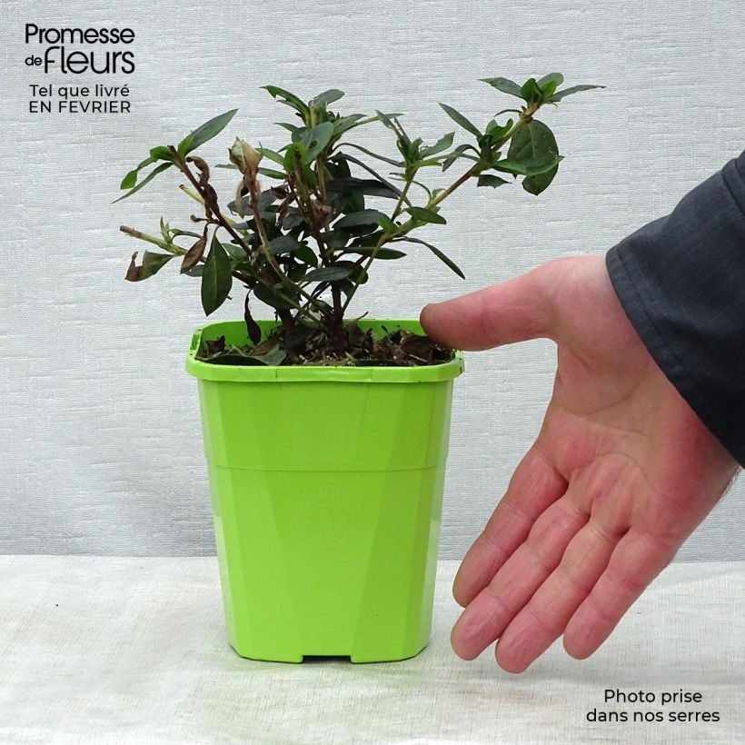 Example of Japanische Azalee ENCORE Carnival - Azalea Topf mit 1L/1,5L as you get in hiver