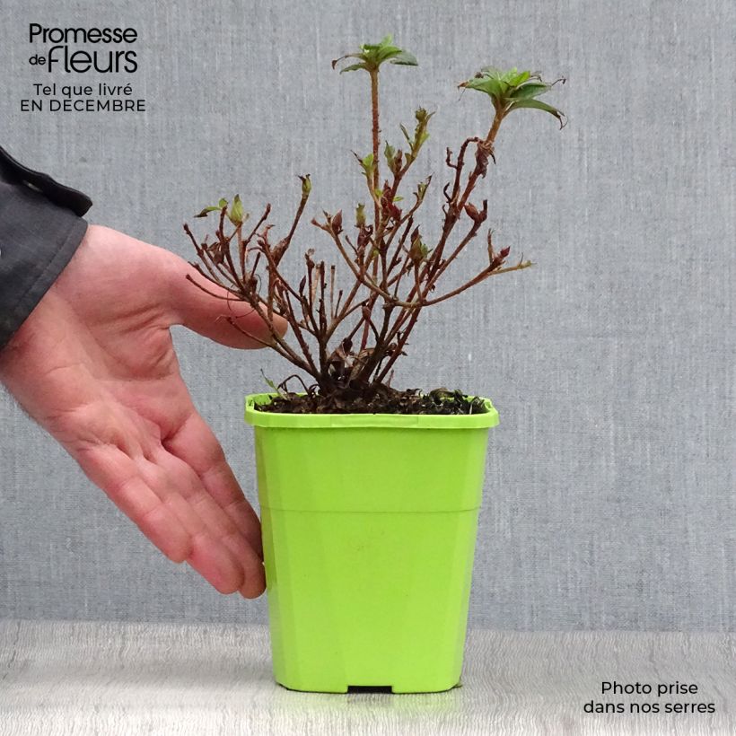 Example of Japanische Azalee ENCORE Debutante - Azalea Topf mit 1L/1,5L as you get in hiver