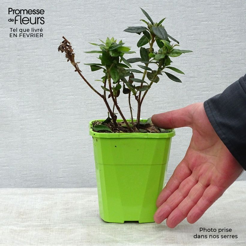 Example of Japanische Azalee ENCORE Empress - Azalea Topf mit 1L/1,5L as you get in hiver