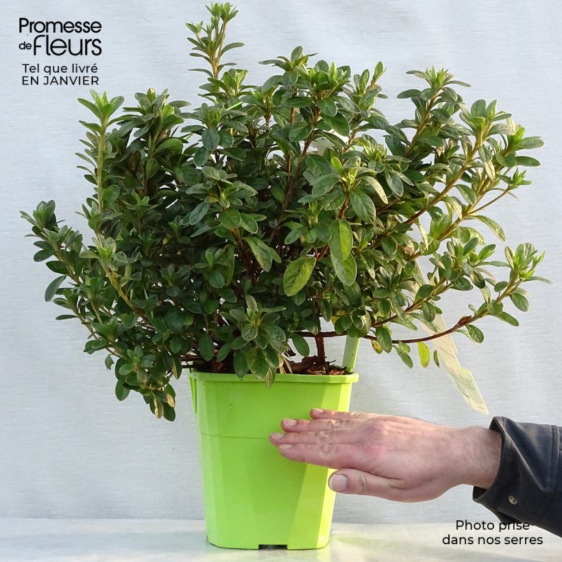 Example of Japanische Azalee ENCORE Ivory - Azalea Topf mit 3L/4L as you get in hiver