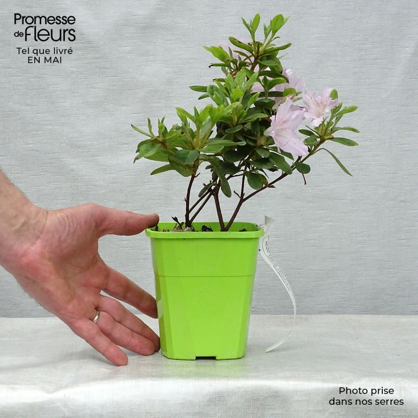 Example of Japanische Azalee ENCORE Ivory - Azalea Topf mit 1L/1,5L as you get in printemps