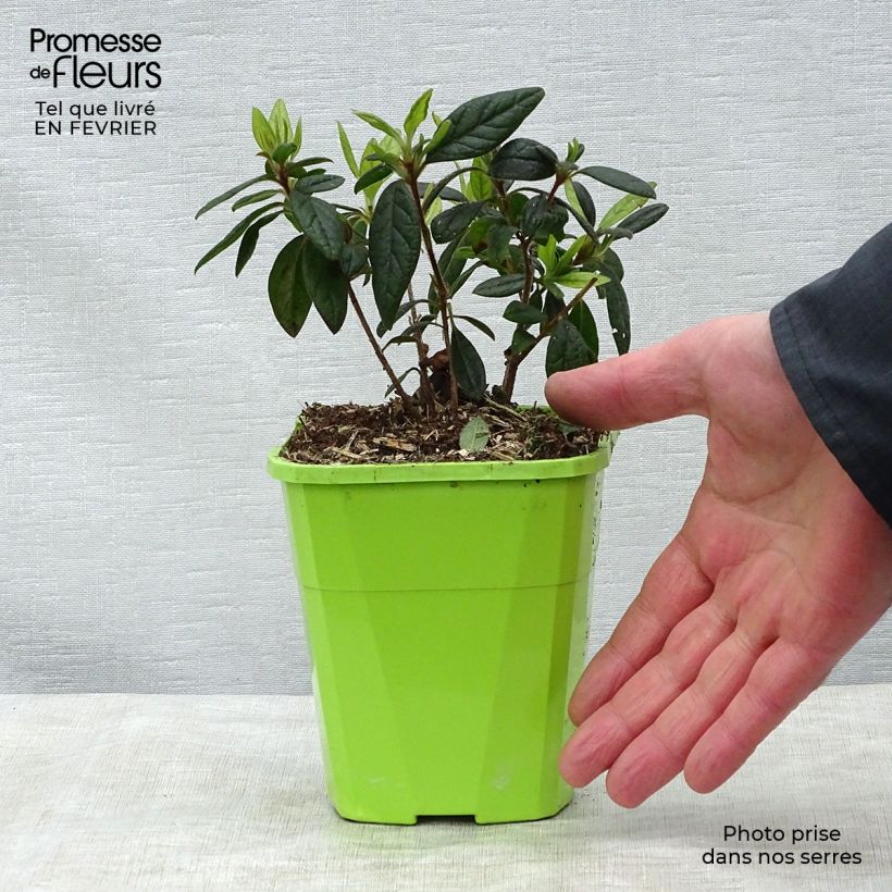 Example of Japanische Azalee ENCORE Jewel - Azalea Topf mit 1L/1,5L as you get in hiver