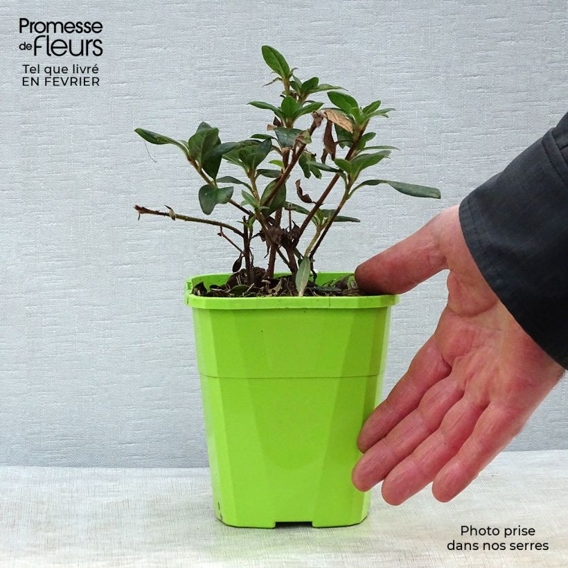 Example of Japanische Azalee ENCORE Princess - Azalea Topf mit 1L/1,5L as you get in hiver