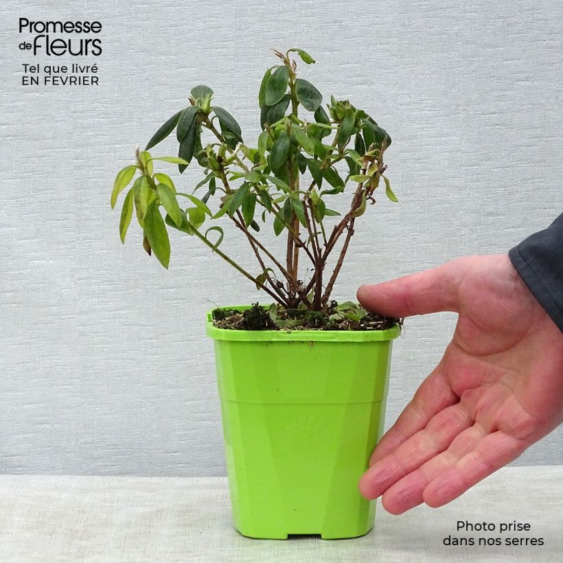 Example of Japanische Azalee ENCORE Starlite - Azalea Topf mit 1L/1,5L as you get in hiver