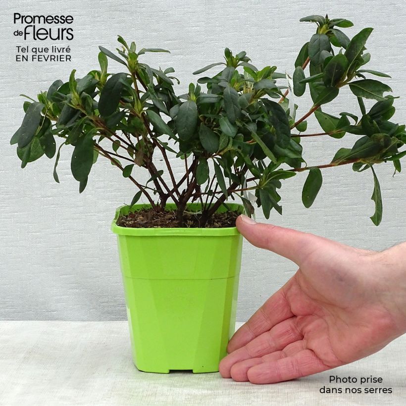 Example of Japanische Azalee ENCORE Sunburst - Azalea Topf mit 1L/1,5L as you get in hiver