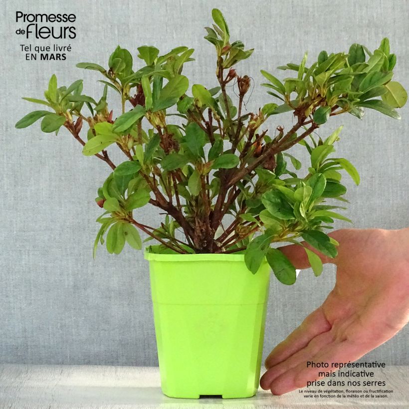 Exemplar von Japanische Azalee ENCORE Sunburst - Azalea Topf mit 1L/1,5L wie im Frühjahr geliefert