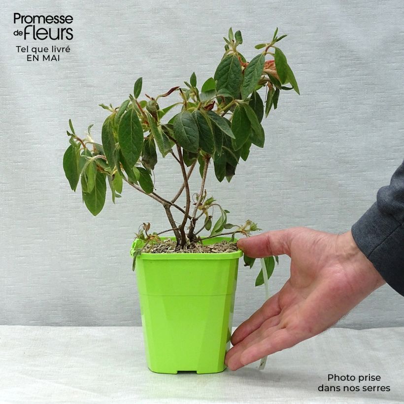 Example of Japanische Azalee ENCORE Sundance - Azalea Topf mit 1L/1,5L as you get in printemps
