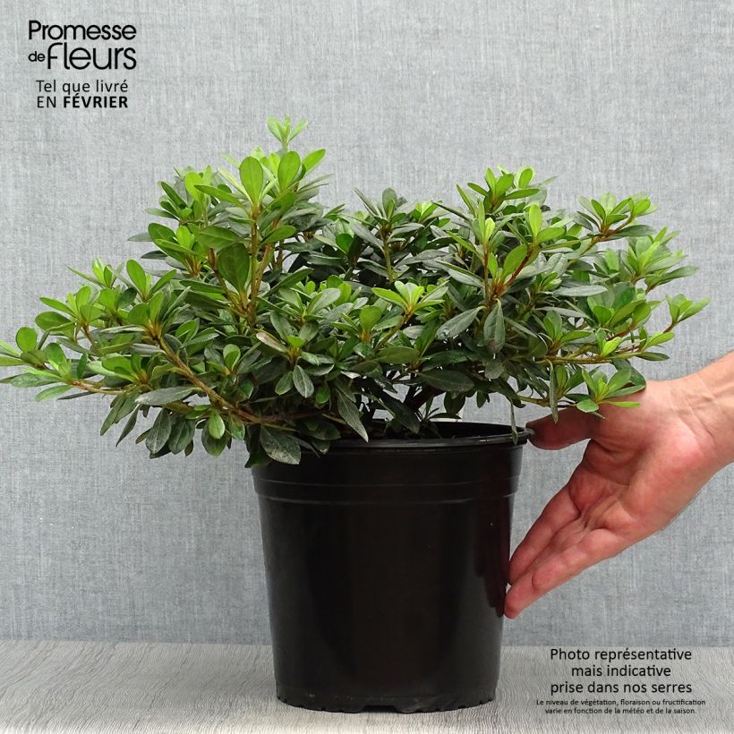Example of Japanische Azalee Arabesk - Azalea Topf mit 3L/4L as you get in automne