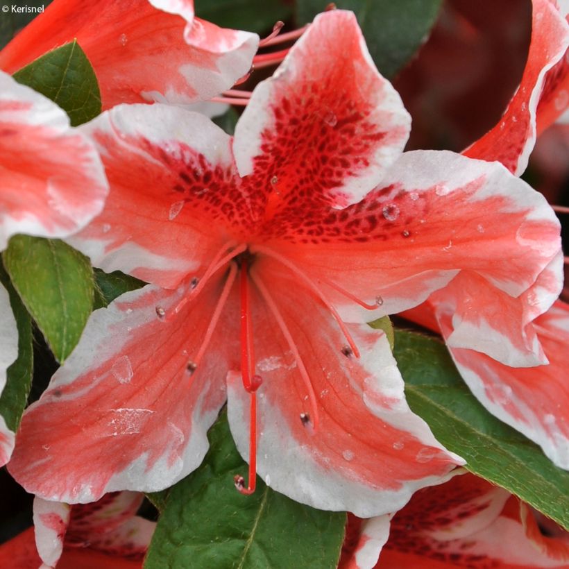 Japanische Azalee Ben Morrisson - Azalea (Flowering)