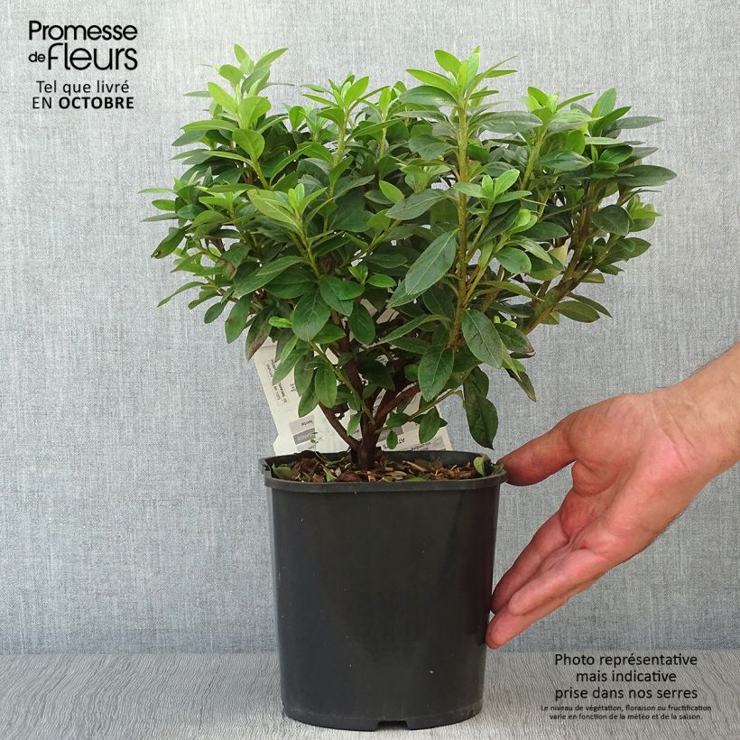 Example of Japanische Azalee Ben Morrisson - Azalea Topf mit 2L/3L as you get in automne