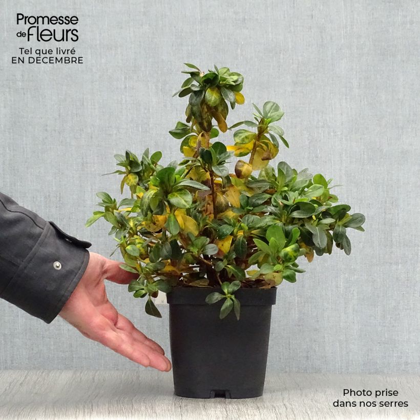 Exemplar von Japanische Azalee Dorothy Heiden - Azalea Topf mit 2L/3L wie im Winter geliefert