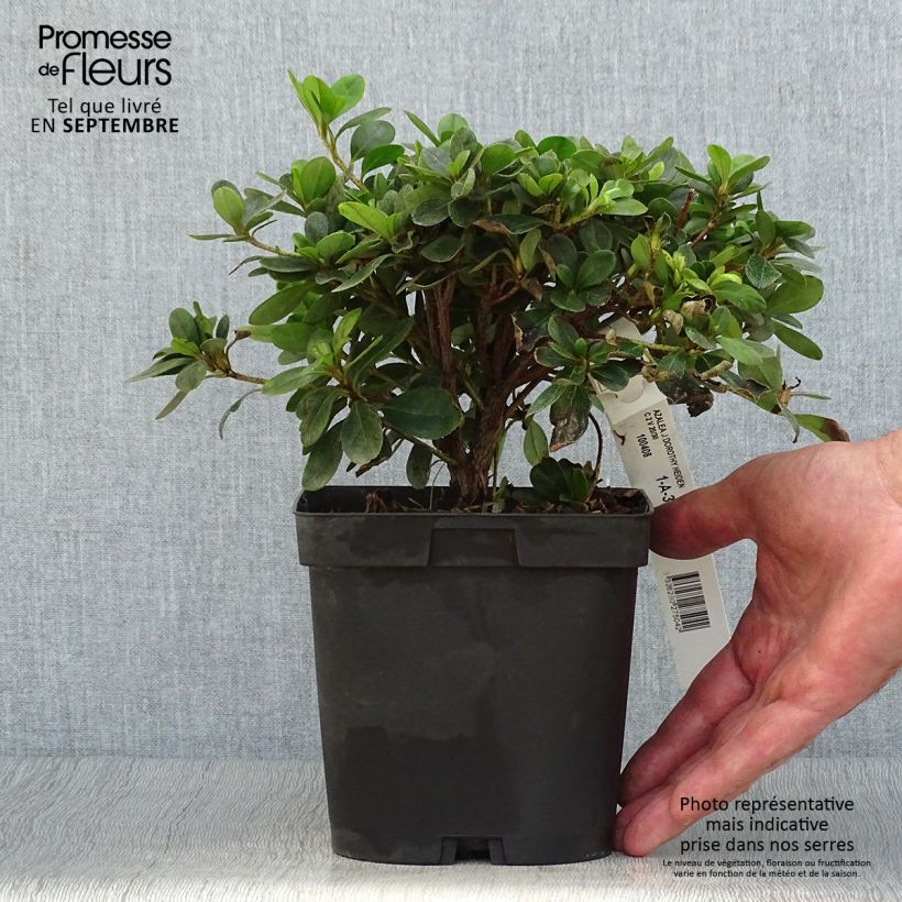 Example of Japanische Azalee Dorothy Heiden - Azalea Topf mit 2L/3L as you get in automne