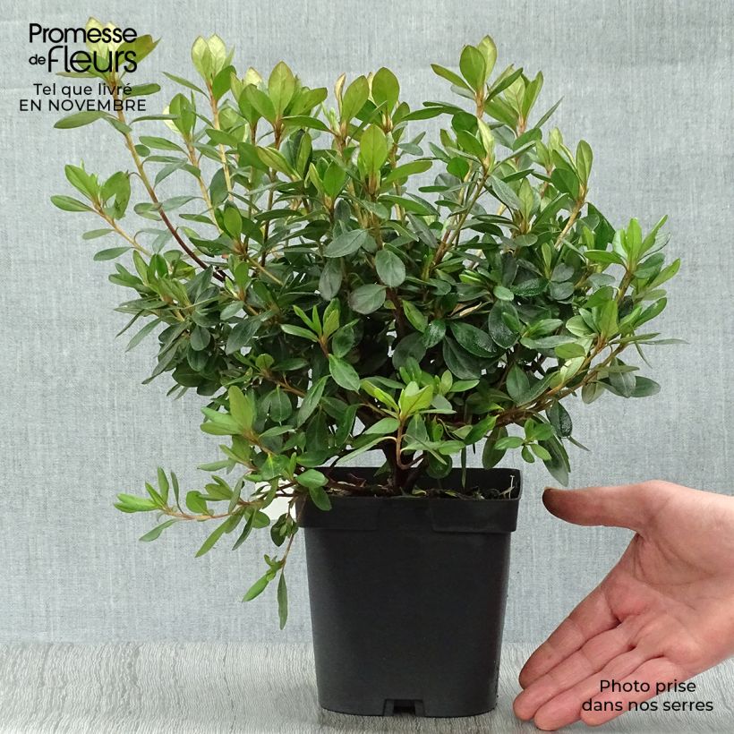 Example of Japanische Azalee Gilbert Mullie - Azalea Topf mit 2L/3L as you get in automne