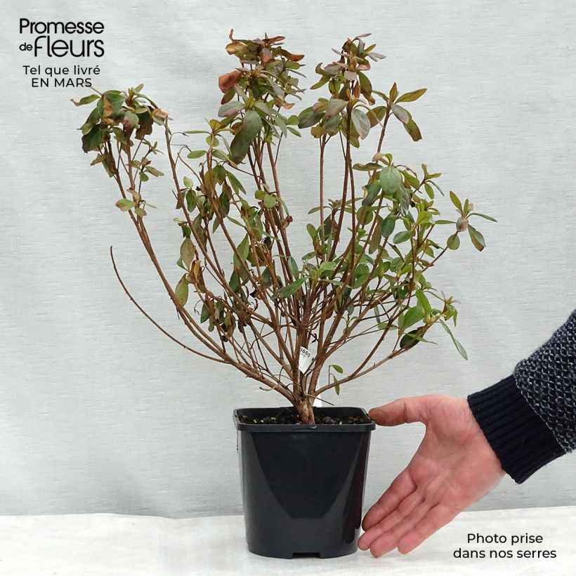 Exemplar von Japanische Azalee Gilbert Mullie - Azalea Topf mit 2L/3L wie im Winter geliefert