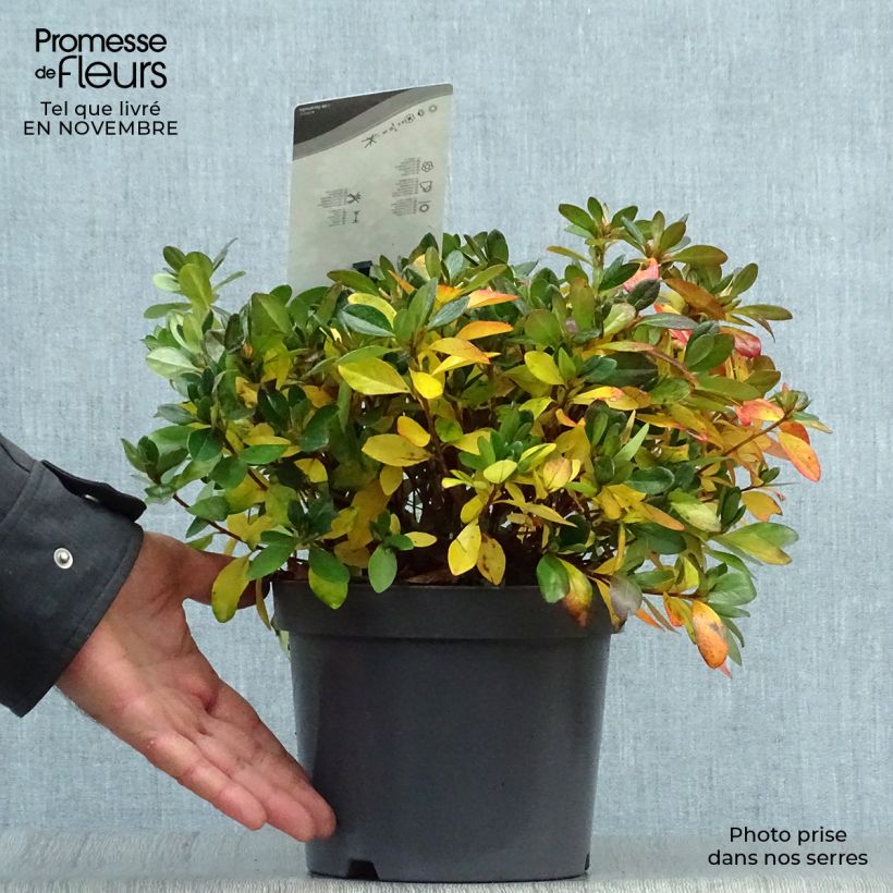 Example of Japanische Azalee Izumi no mai - Azalea Topf mit 3L/4L as you get in automne