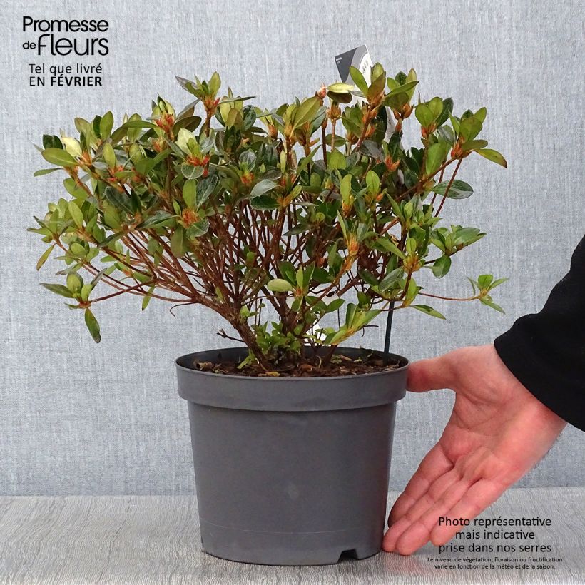 Exemplar von Japanische Azalee Izumi no mai - Azalea Topf mit 3L/4L wie im Winter geliefert