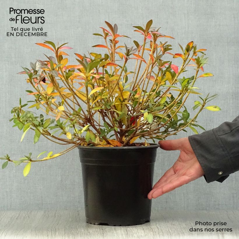 Exemplar von Japanische Azalee Purple Splendor - Azalea Topf mit 4L/5L wie im Winter geliefert