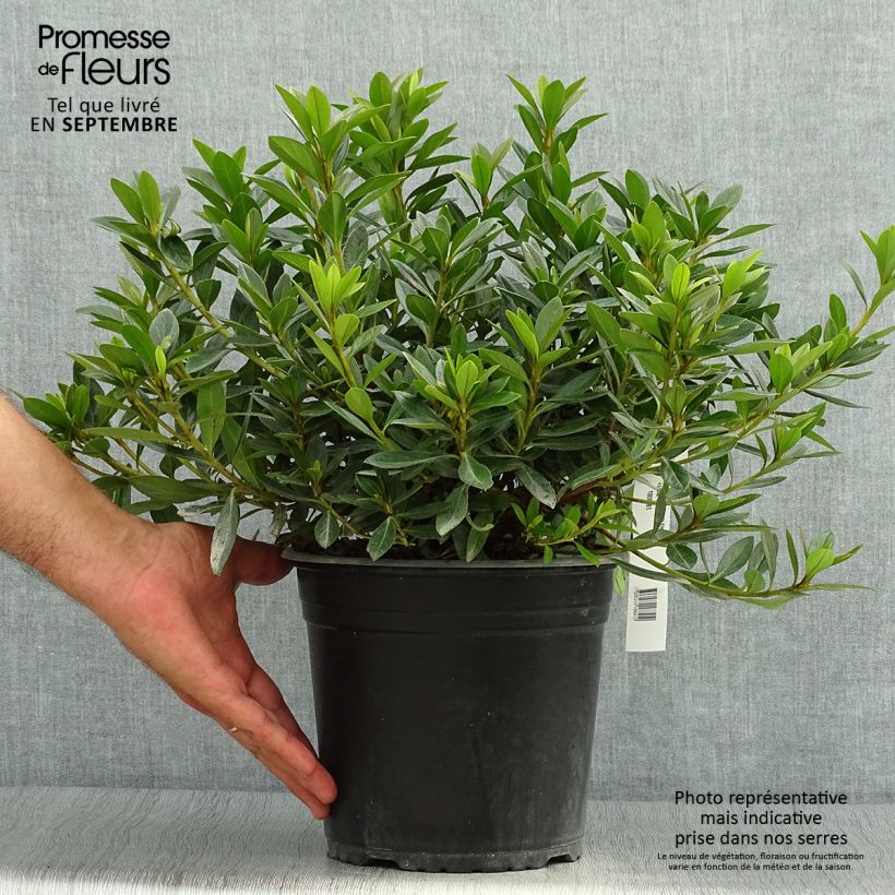 Example of Japanische Azalee Purple Splendor - Azalea Topf mit 4L/5L as you get in automne
