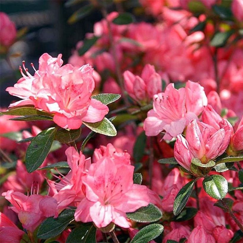 Japanische Azalee Blaauw's pink - Azalea (Flowering)