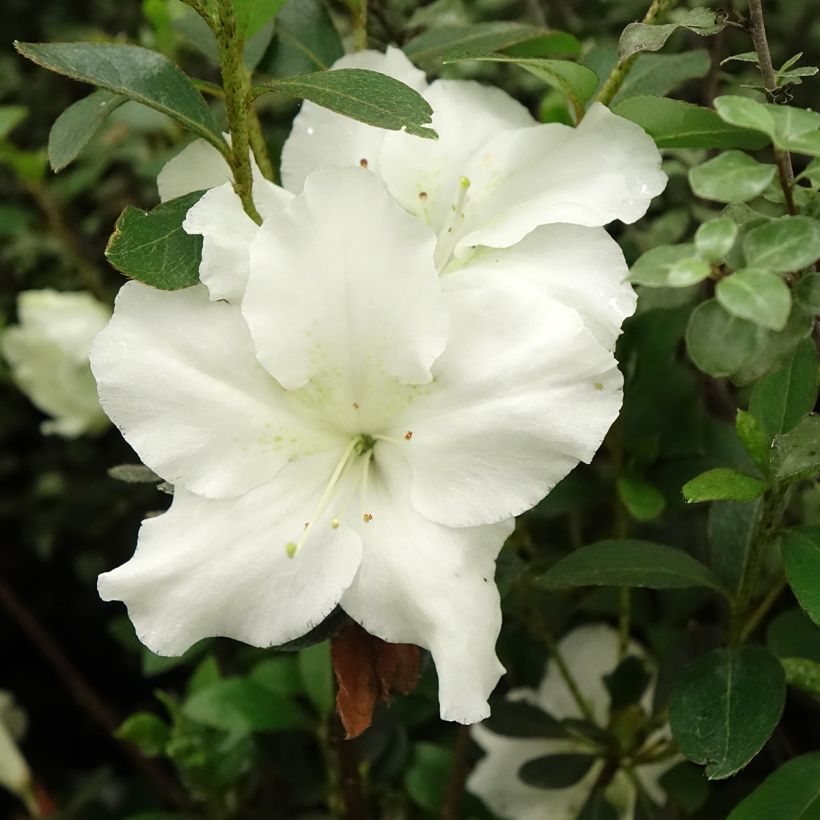 Japanische Azalee Dorothy Heiden - Azalea (Blüte)