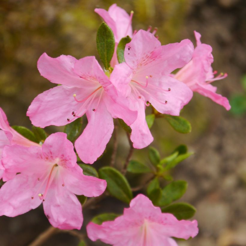 Japanische Azalee Gilbert Mullie - Azalea (Flowering)