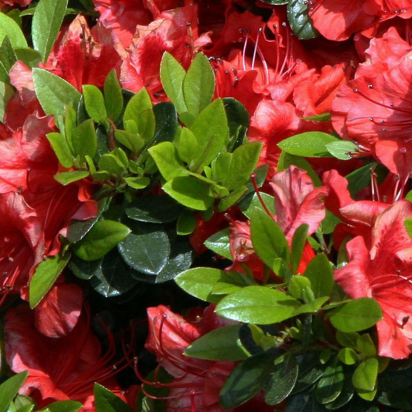 Japanische Azalee Girard's scarlet - Azalea (Foliage)