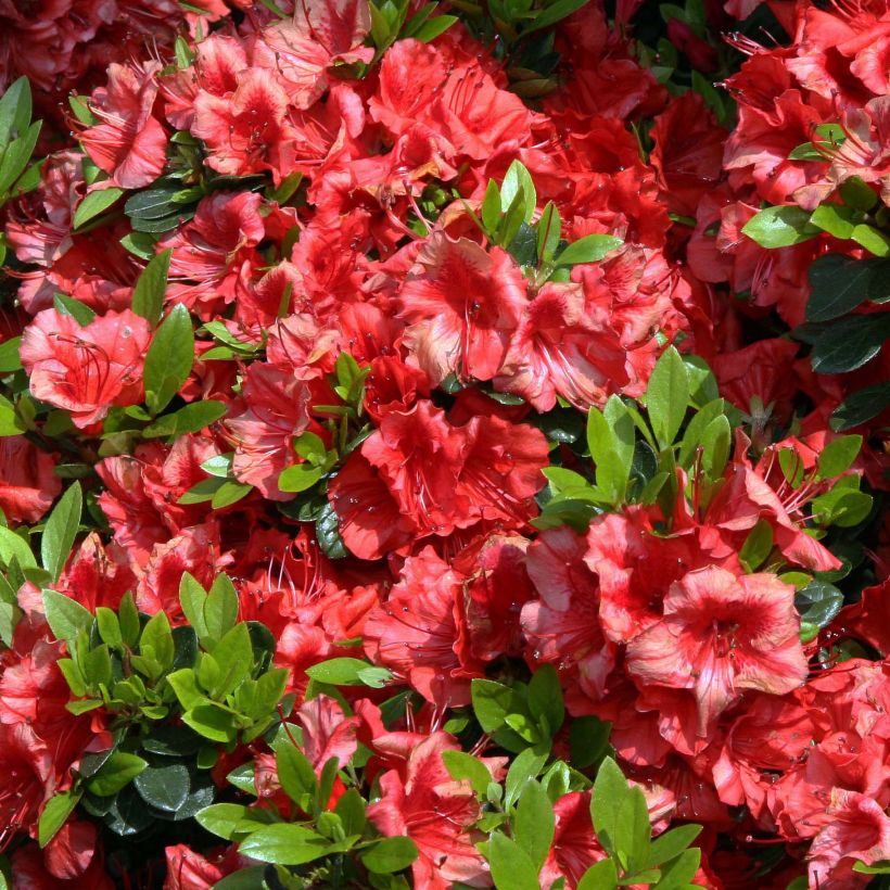 Japanische Azalee Girard's scarlet - Azalea (Flowering)