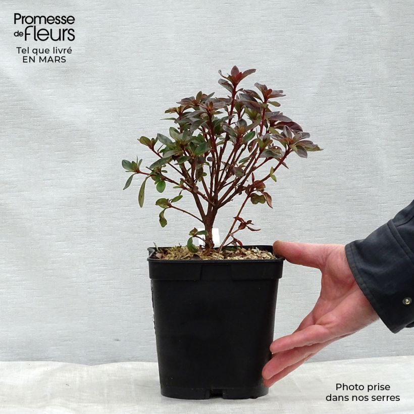 Exemplar von Japanische Azalee Girard's scarlet - Azalea Topf mit 2L/3L wie im Winter geliefert