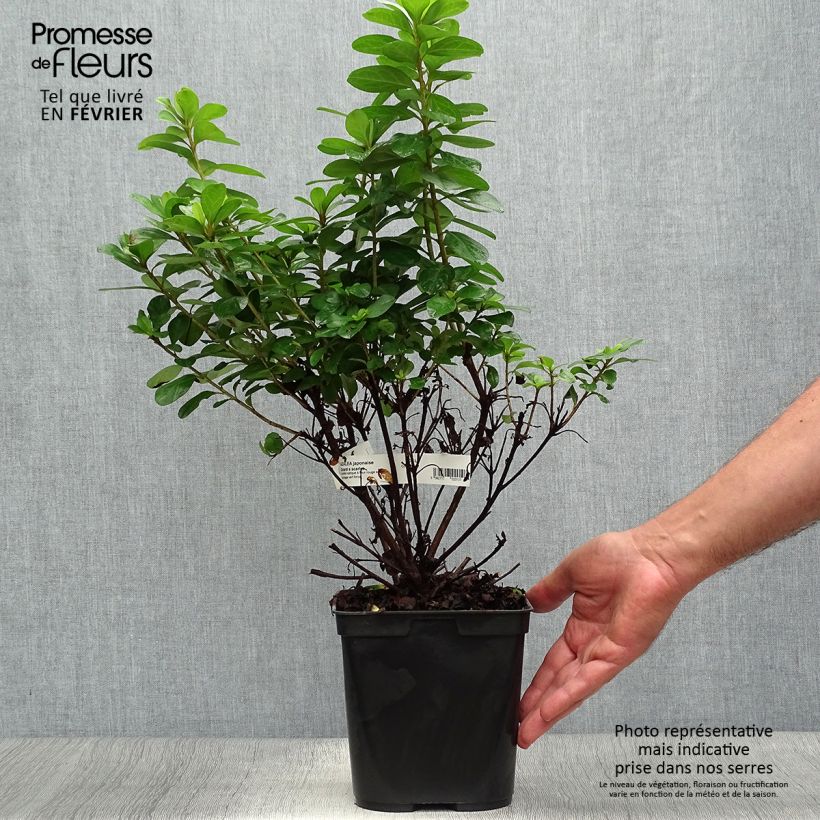 Example of Japanische Azalee Girard's scarlet - Azalea Topf mit 2L/3L as you get in automne