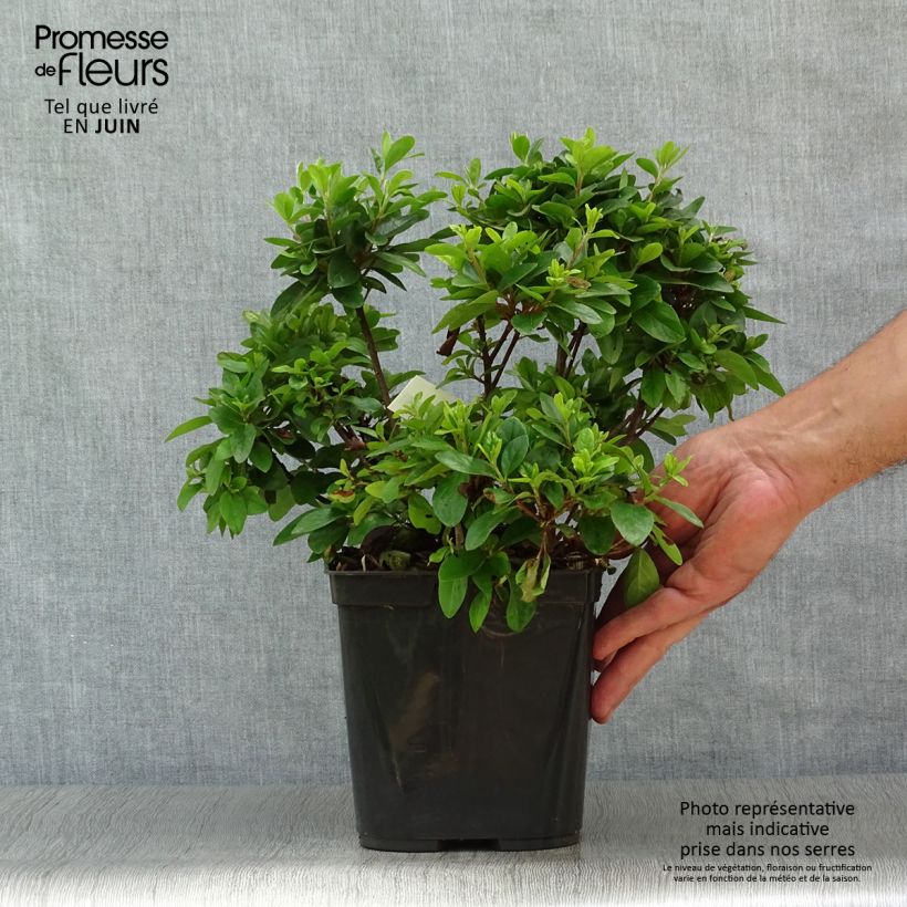 Exemplar von Japanische Azalee Girard's scarlet - Azalea Topf mit 2L/3L wie im Sommer geliefert