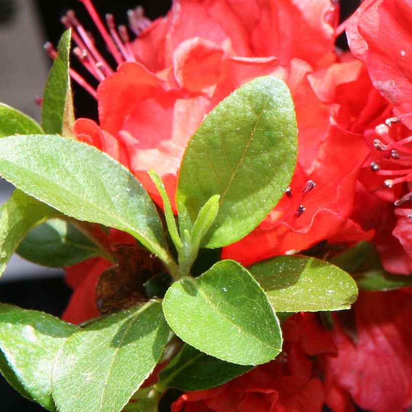 Japanische Azalee Girard's Hot Shot - Azalea (Foliage)