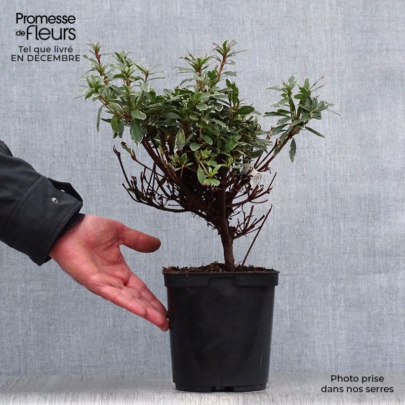 Exemplar von Japanische Azalee Girard's Hot Shot - Azalea Topf mit 2L/3L wie im Winter geliefert