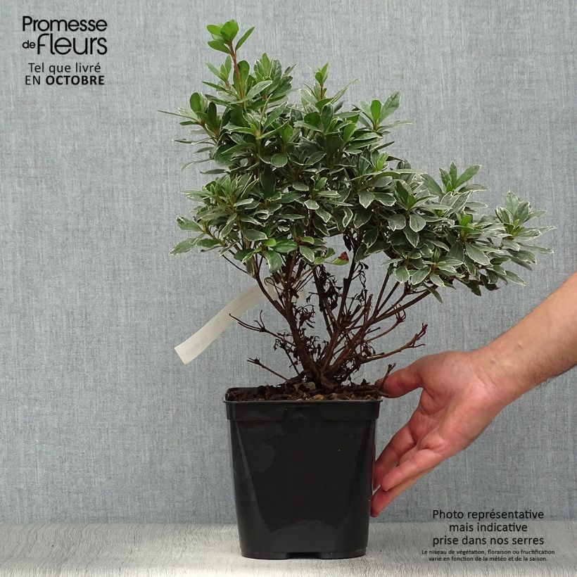 Example of Japanische Azalee Girard's Hot Shot - Azalea Topf mit 2L/3L as you get in automne