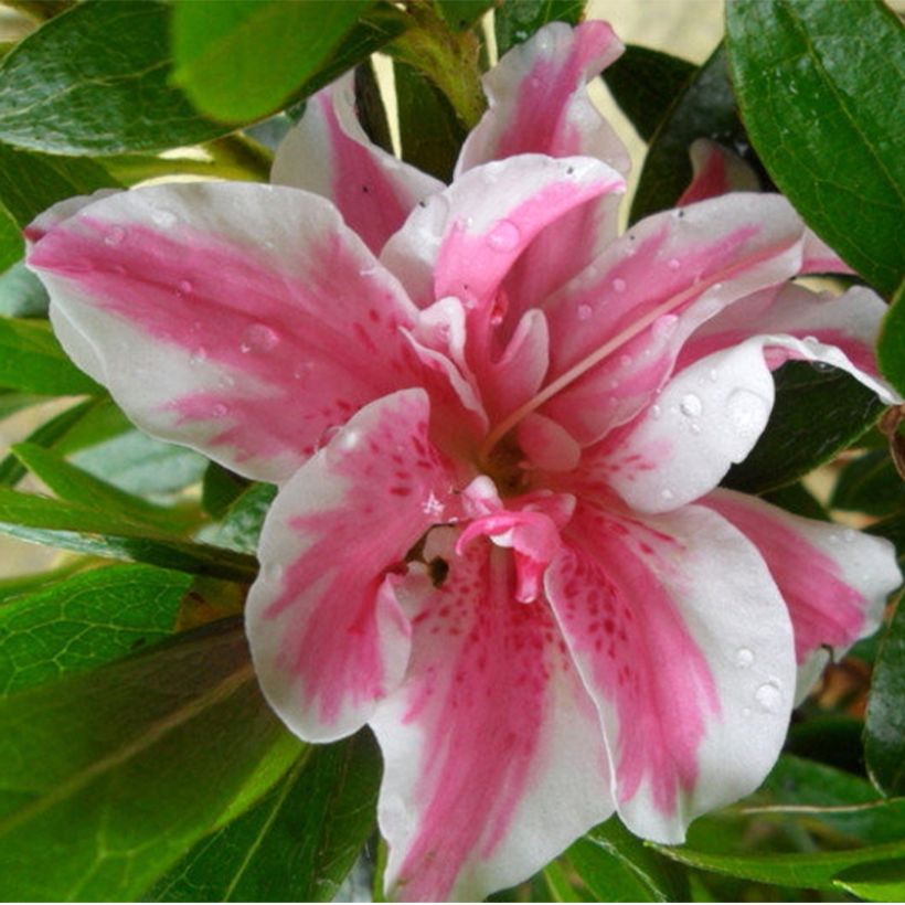 Japanische Azalee Melle - Azalea (Flowering)