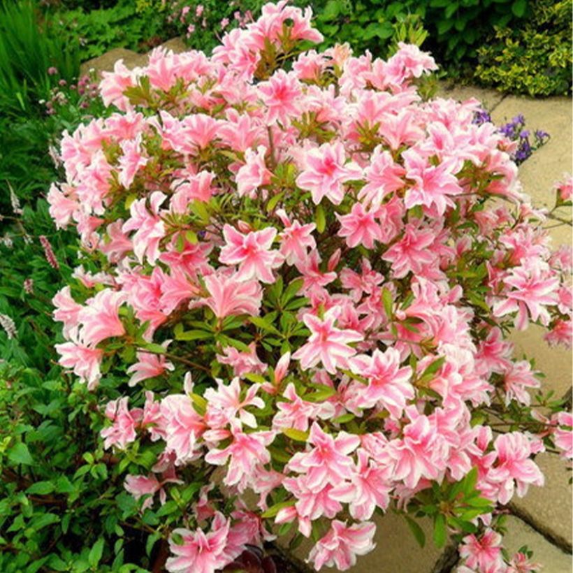 Japanische Azalee Melle - Azalea (Plant habit)