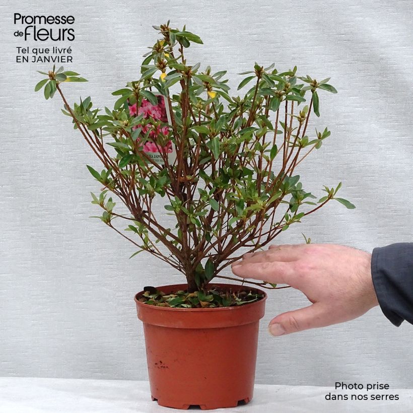 Exemplar von Japanische Azalee Mme Van Hecke - Azalea Topf mit 2L/3L wie im Winter geliefert
